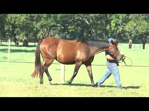 Lote SASSY KATE (BRZ)