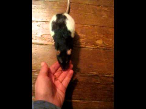 Smart rat trained to come when called!