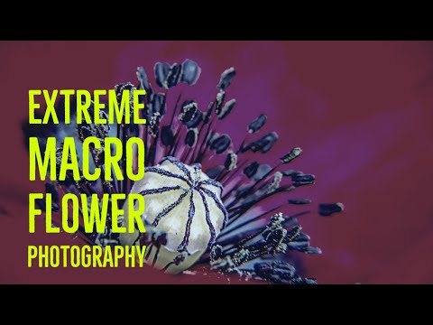 Extreme Macro Flower Photography # 168