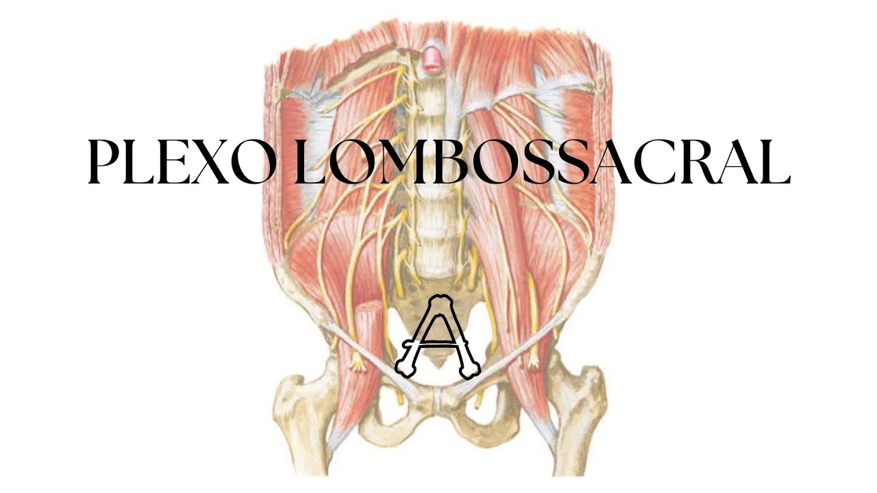 Plexo Lombossacral | Anatomia (Teórica)