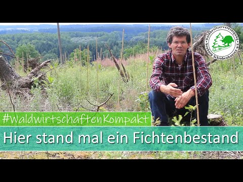 Was wurde aus dem sturmgefährdeten Fichtenbestand? Wir zeigen es euch!