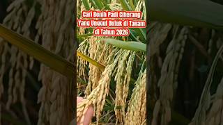 Download lagu The Latest Ciherang Rice Seeds: Farmers' Choice for 2026 #viralrice #bestciherangrice mp3 Download lagu The Latest Ciherang Rice Seeds: Farmers' Choice for 2026 #viralrice #bestciherangrice mp3