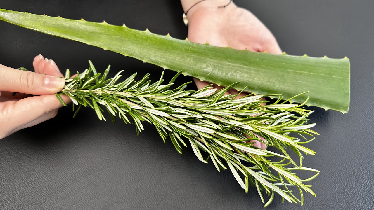 Aloe Vera and Rosemary remove all toxins from the body! Destruction of toxins and fungi