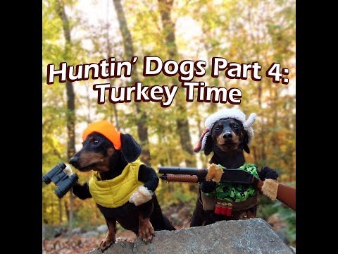 Crusoe & Oakley the Huntin' Dogs: Turkey Time