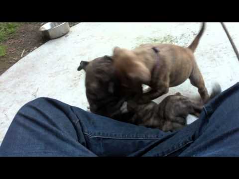 Bitch by Natalie Imbruglia