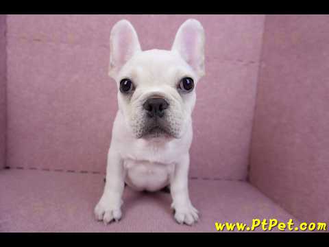 07/25奶油色法國鬥牛母幼犬(ASHTON, MD, USA)