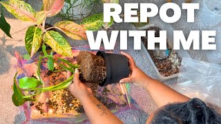 Repotting my Monstera Burle Marx Flame and Algoanema