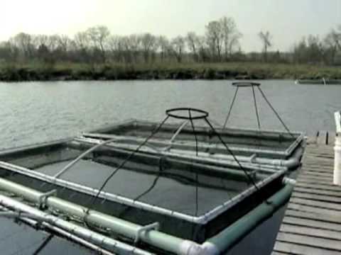 Fish Farming Cage Systems