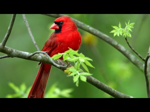 Cardinal  Red Bird || Bird Animals || 4K Resolution Video (CuteBabyAnimals)