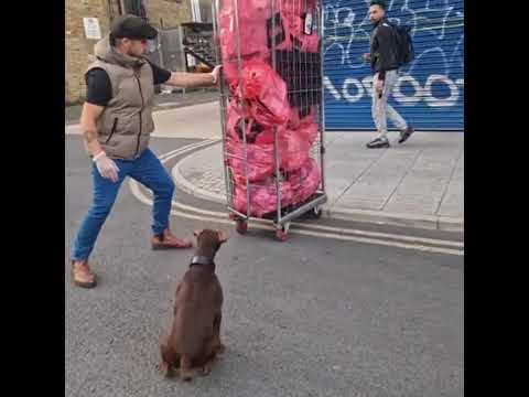 Cachorro caçador de ratos #CachorroBravo #CenasDeCachorro