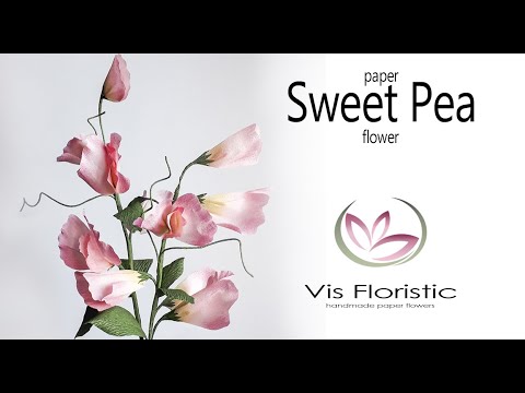 Душистый горошек из креп бумаги / Sweet Pea Crepe Paper