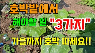 가을까지 호박 수확하려면 꼭 해야할 일 "3가지"  #호박키우기