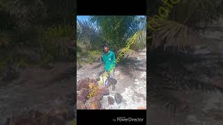 Download lagu Rekasane urip neng perantauan mp3 Download lagu Rekasane urip neng perantauan mp3