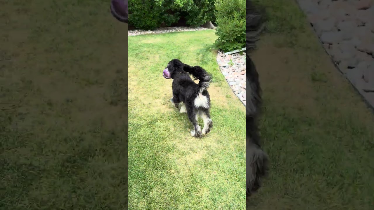 River, an adopted mixed breed in Fort Collins, CO video 6/6