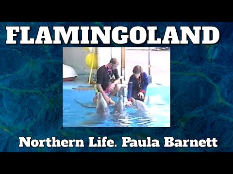 Northen Life - Flamingoland Dolphins