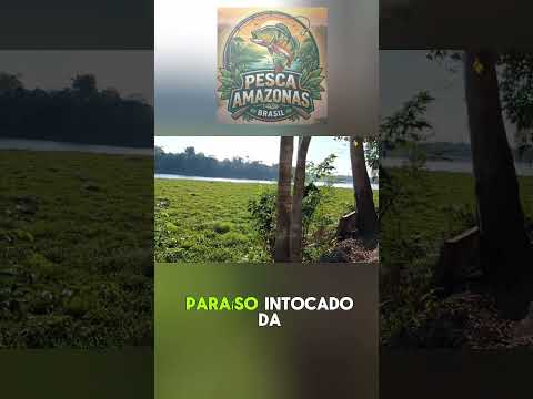 🌿 🛶Já ouviu falar desse tesouro?​#discovery #amazonas #Pauini #viral #vidanositio  #natureza #pesca