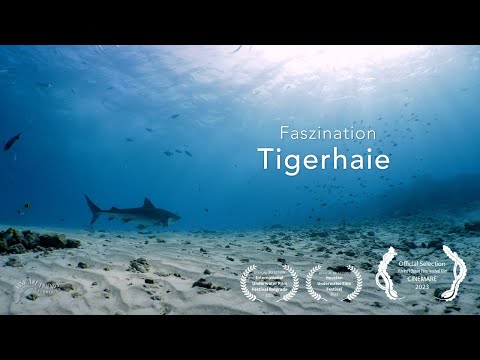 Faszination Tigerhaie - Lennart Voßgätter