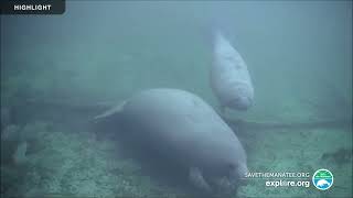 Underwater Manatee-Cam at Blue Spring State Park | 2023 Highlights