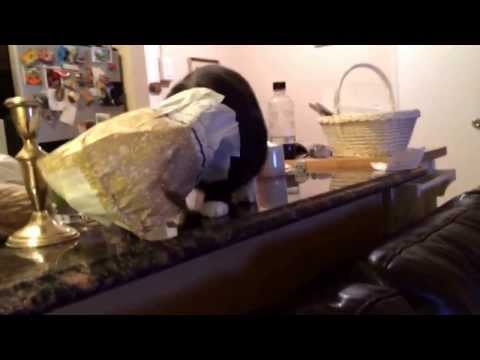 Cutey Arya getting into a bag