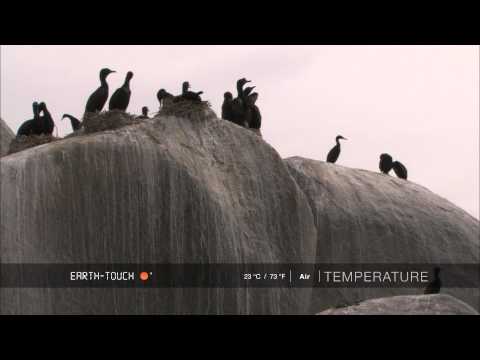 Hungry young birds demand food