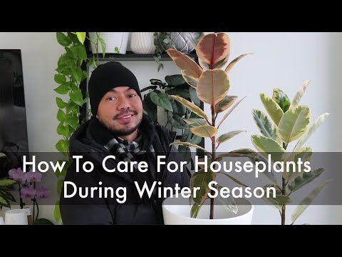 , title : 'Surviving Your First Winter With Houseplants | Indoor Plants Winter Care Tips