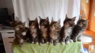 Kittens born April 10, 2014 - GC Triskel Naomi Sun x GC Celtic Cats Helios of Triskel