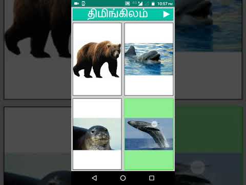 Tamil Animals and Birds - Quiz Video