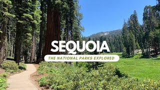 Sequoia - The National Parks Explored