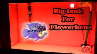🔶Flowerhorn Fish Tank Setup | flowerhorn baby |flowerhorn tank setup hindi |kamfa flowerhorn✅