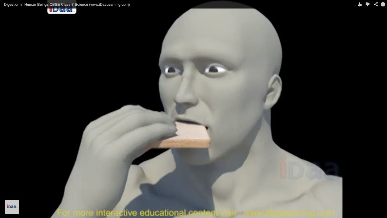 Digestion in Human Beings 3D CBSE Class 7 Science (www.iDaaLearning.com)