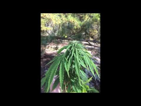 Auto viking AK47 and auto viking blueberry