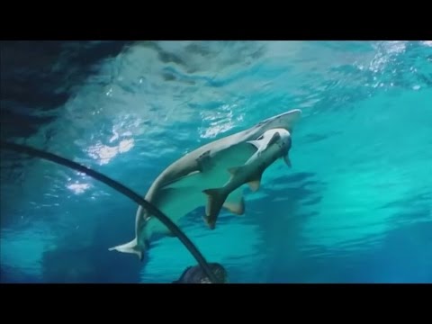 Акула изяжда акула