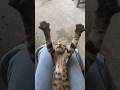 Good Morning The Kitten Is Trying To Wake Up Cat Cats Funny Reels Funnycats Funnyvideos