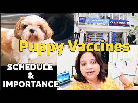 Why vaccinating your dog on time is IMPORTANT | Yearly puppy Vaccination schedule Video