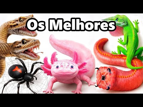 Meus Melhores Animais de Estimação de 2025 (até agora)