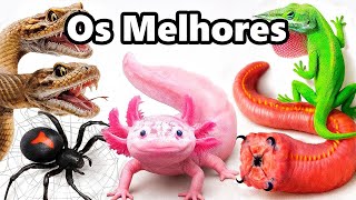 Meus Melhores Animais de Estimação de 2025 (até agora)