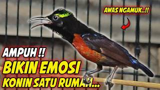 Download lagu KOLIBRI NINJA GACOR FULL MATERI ISIAN ROLL TEMBAK MEWAH !! PANCINGAN KONIN BAHAN AGAR CEPAT EMOSI mp3 Download lagu KOLIBRI NINJA GACOR FULL MATERI ISIAN ROLL TEMBAK MEWAH !! PANCINGAN KONIN BAHAN AGAR CEPAT EMOSI mp3