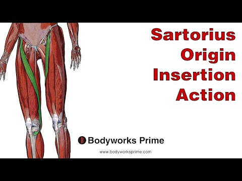 Sartorius Anatomy: Origin, Insertion & Action