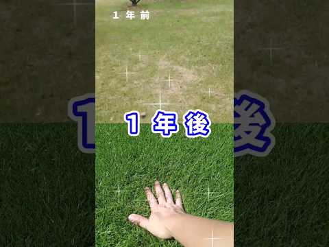 庭の土壌を活性化する理由と方法: 肥沃度を回復するための簡単なステップ  庭園