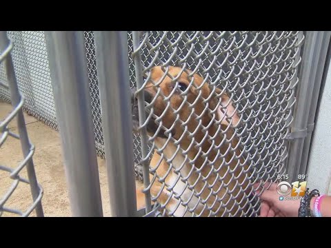 North Texas Animal Shelters Seeing Pets Returned After Being Adopted During Pandemic