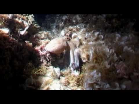 Diving center Blue Planet and dive site " Mala Africa "