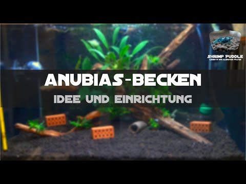DAS ANUBIAS AQUARIUM