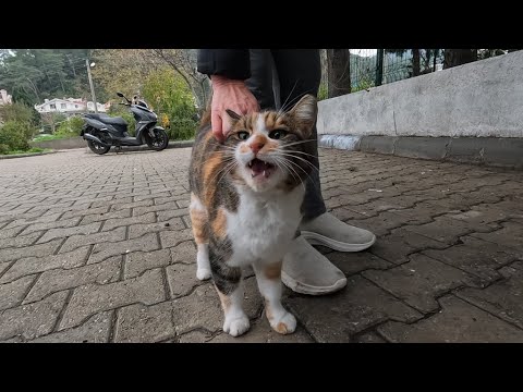 Calico cat is asking us for food with her melodic meows