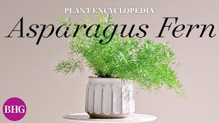 Everything You Need to Know About Asparagus Ferns | Plant Encyclopedia | Better Homes & Gardens