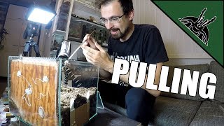 I pulled my first tarantula egg sac