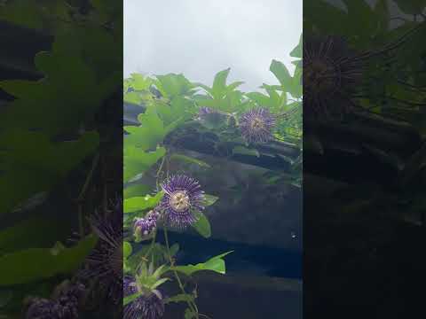 Different  type flowers 🌺 #Dhanvi&charvi🥰