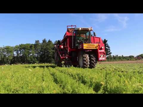 [Drone] [dji] [phantom3] Carrot Harvest 2017 / Récolte Carottes 2017 / Dewulf ZB II
