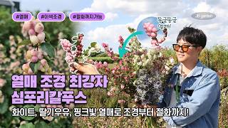 동글동글 귀여운 열매 보려고 이거 심습니다 | 심포리칼포스! 취향대로 골라 심고 오래오래 보는 열매들 ???…
