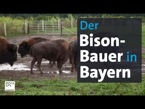 Delikatesse Bison Fleisch: Landwirte werden erfinderisch | Abendschau | BR24