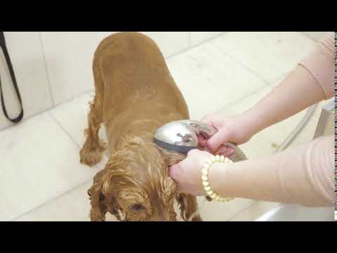 woman washes golden cocker spaniel in the bath with showe